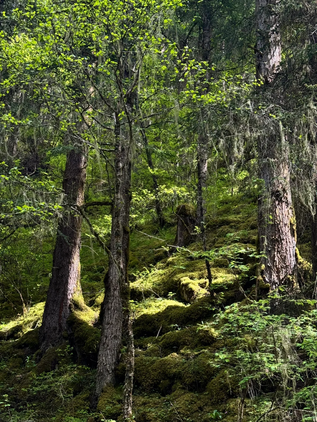 松潘｜进来吸氧💚💚💚
