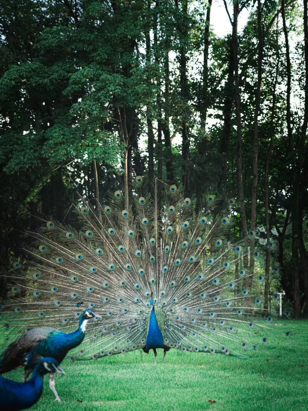 🍂千岛湖秋日漫游指南｜10大必玩景点攻略