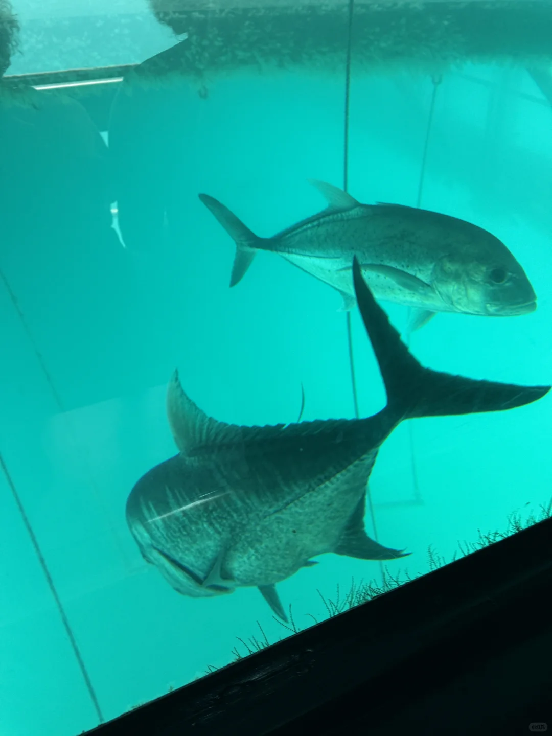 世界自然遗产大堡礁✅