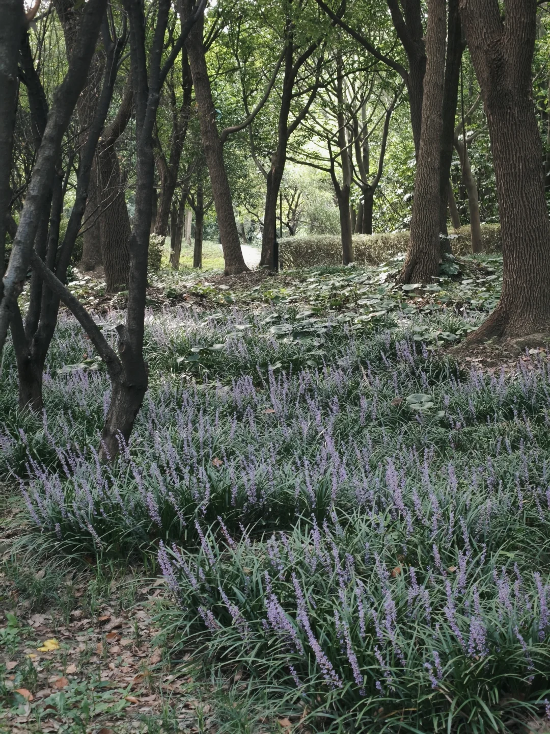 石湖真的是一个巨大的能量场