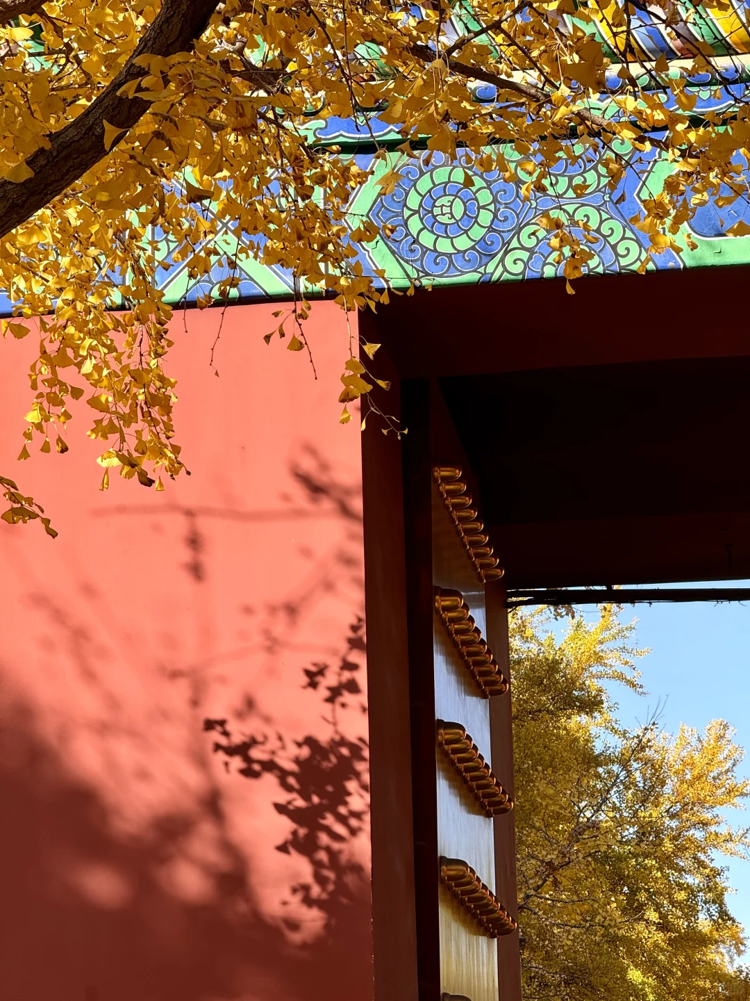 11.3实拍Live，地坛公园铺天盖地银杏雨