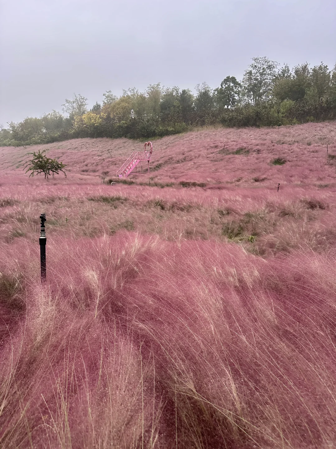 千万不要错过邯郸粉黛❗阴天都美到犯规❗❗
