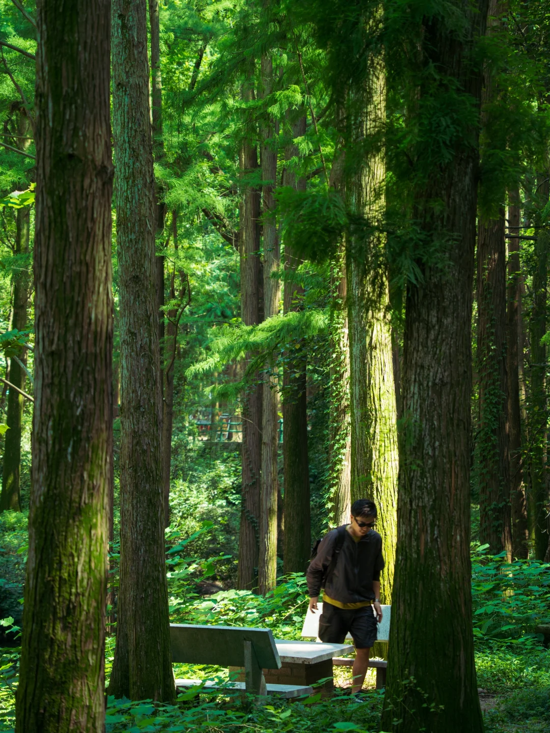 河南真正的绿野仙踪🌲好治愈