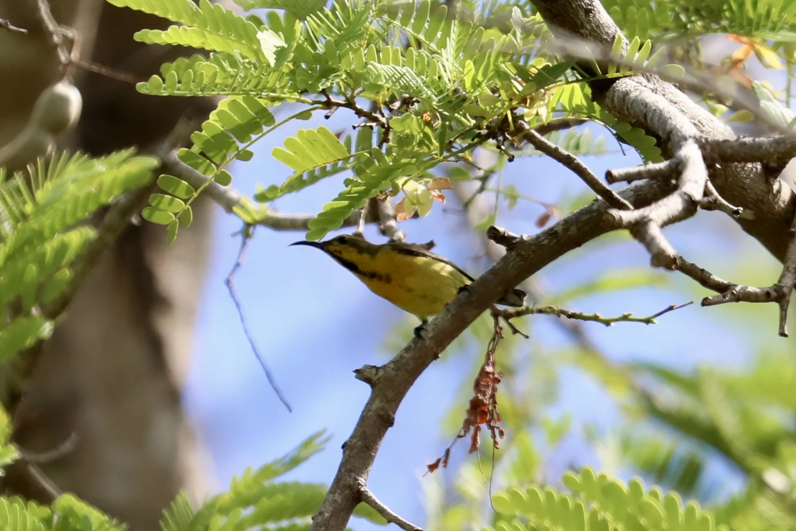 三亚观鸟：三亚湾和南山景区