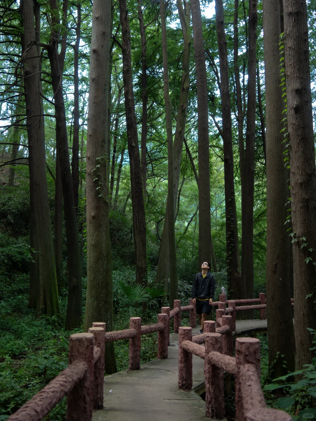 河南真正的绿野仙踪🌲好治愈