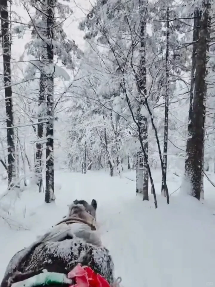 东北6天5晚保姆级攻略❄️长白山+延吉+哈尔滨