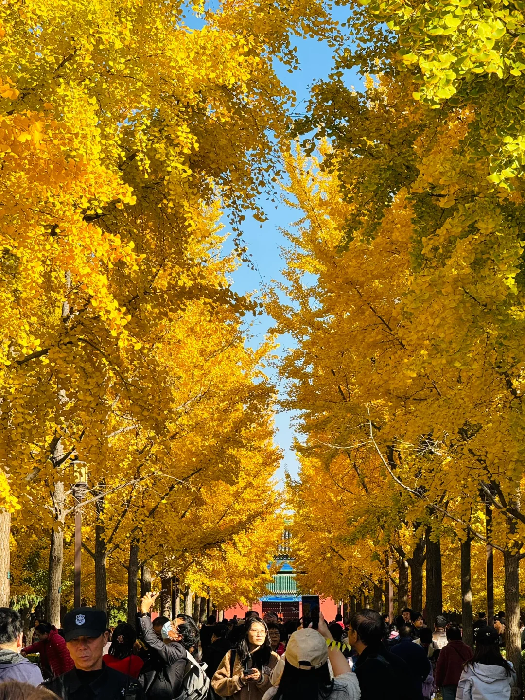 11.3实拍Live，地坛公园铺天盖地银杏雨
