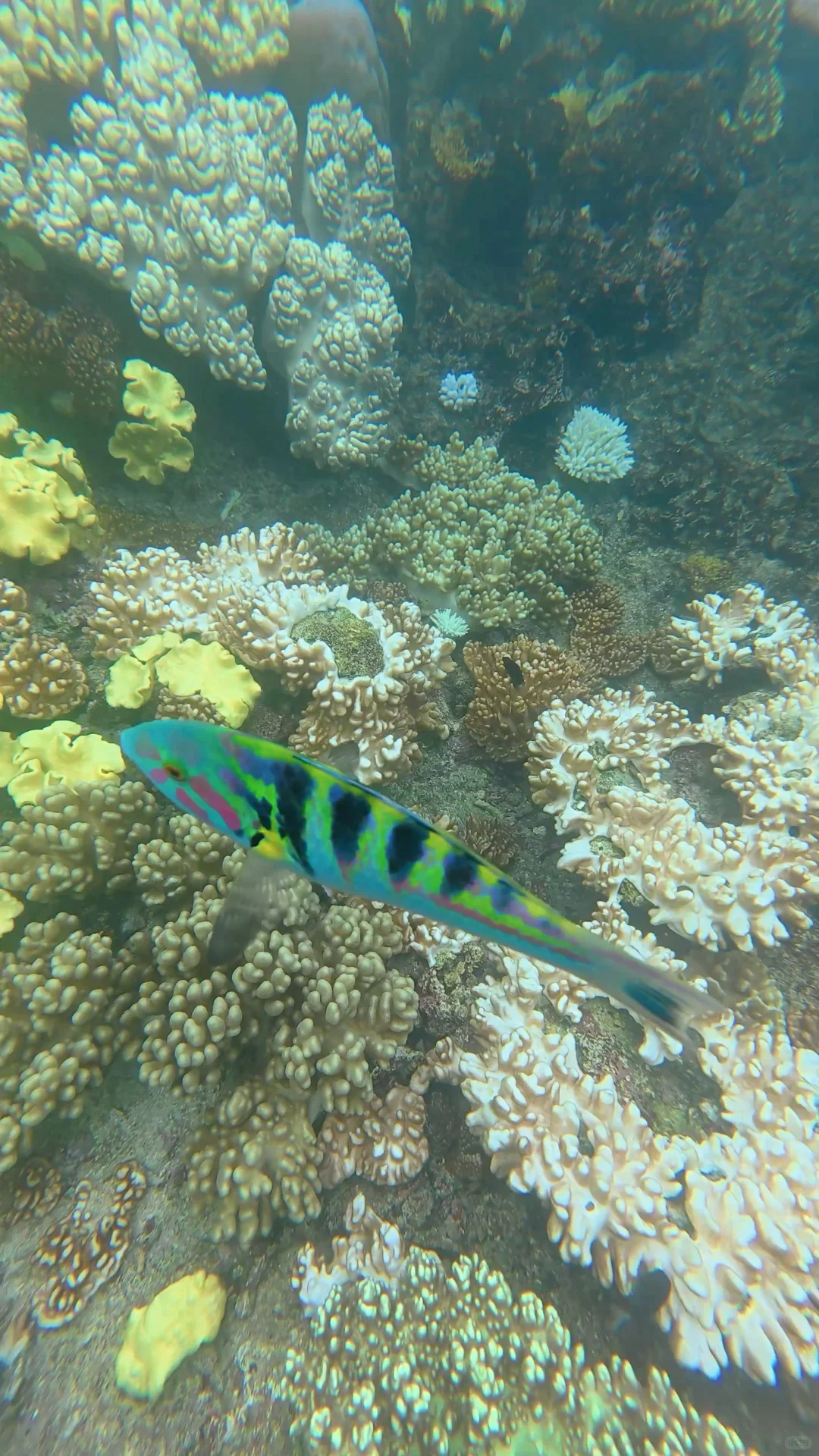 世界自然遗产大堡礁✅