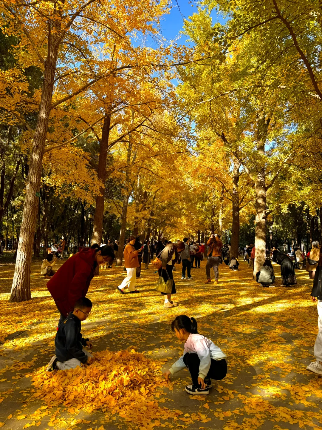 11.3实拍Live，地坛公园铺天盖地银杏雨