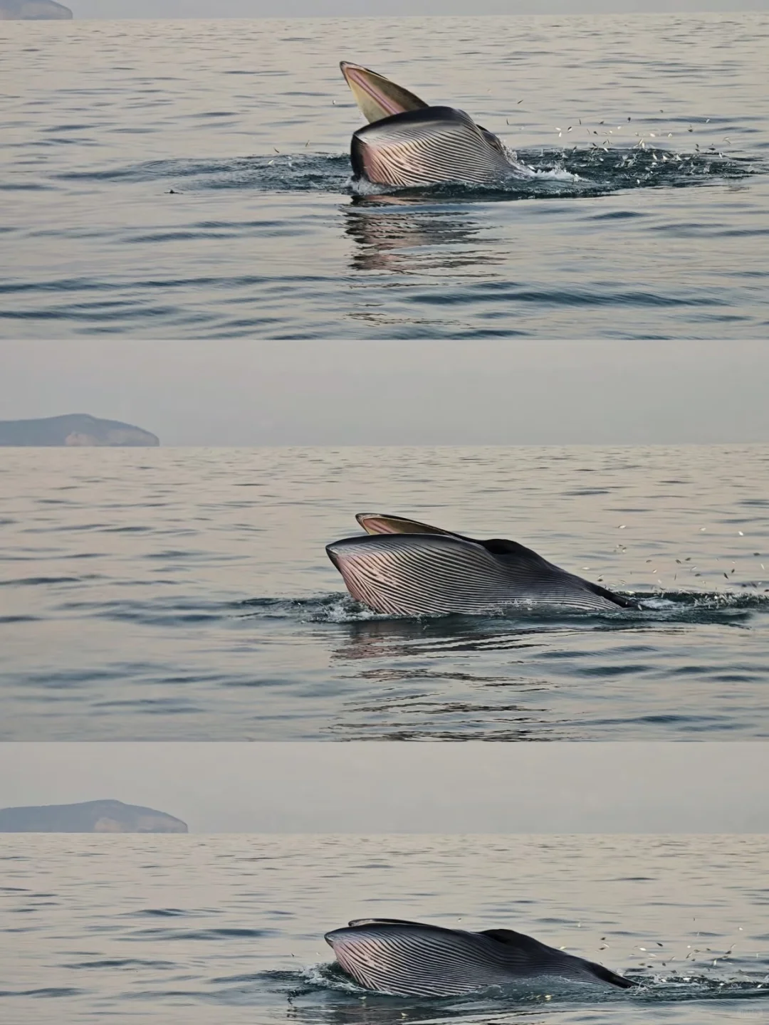 放弃三亚了，带娃去22℃的涠洲岛追鲸鱼啦~