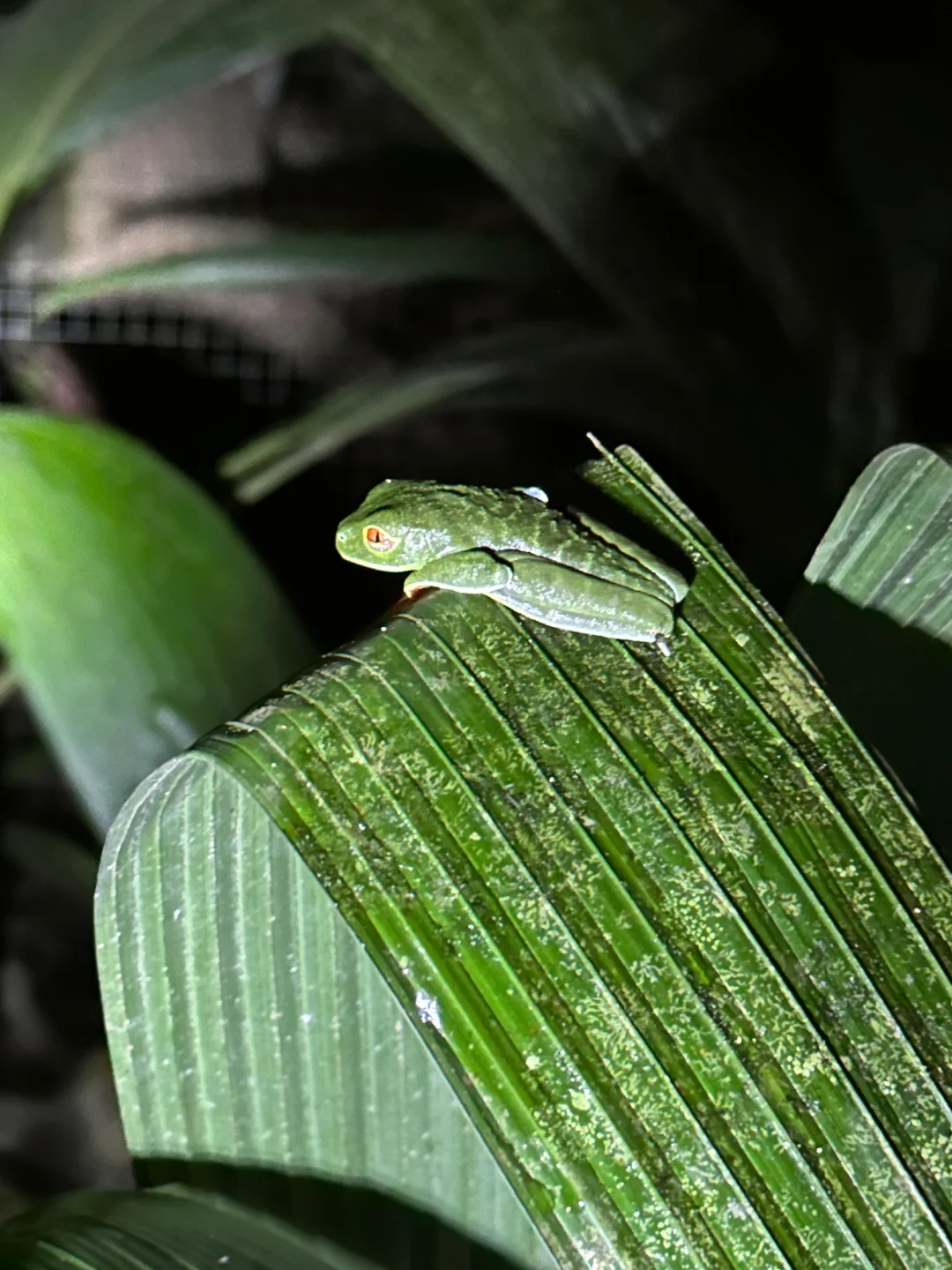 哥斯达黎加🇨🇷七天六晚攻略~