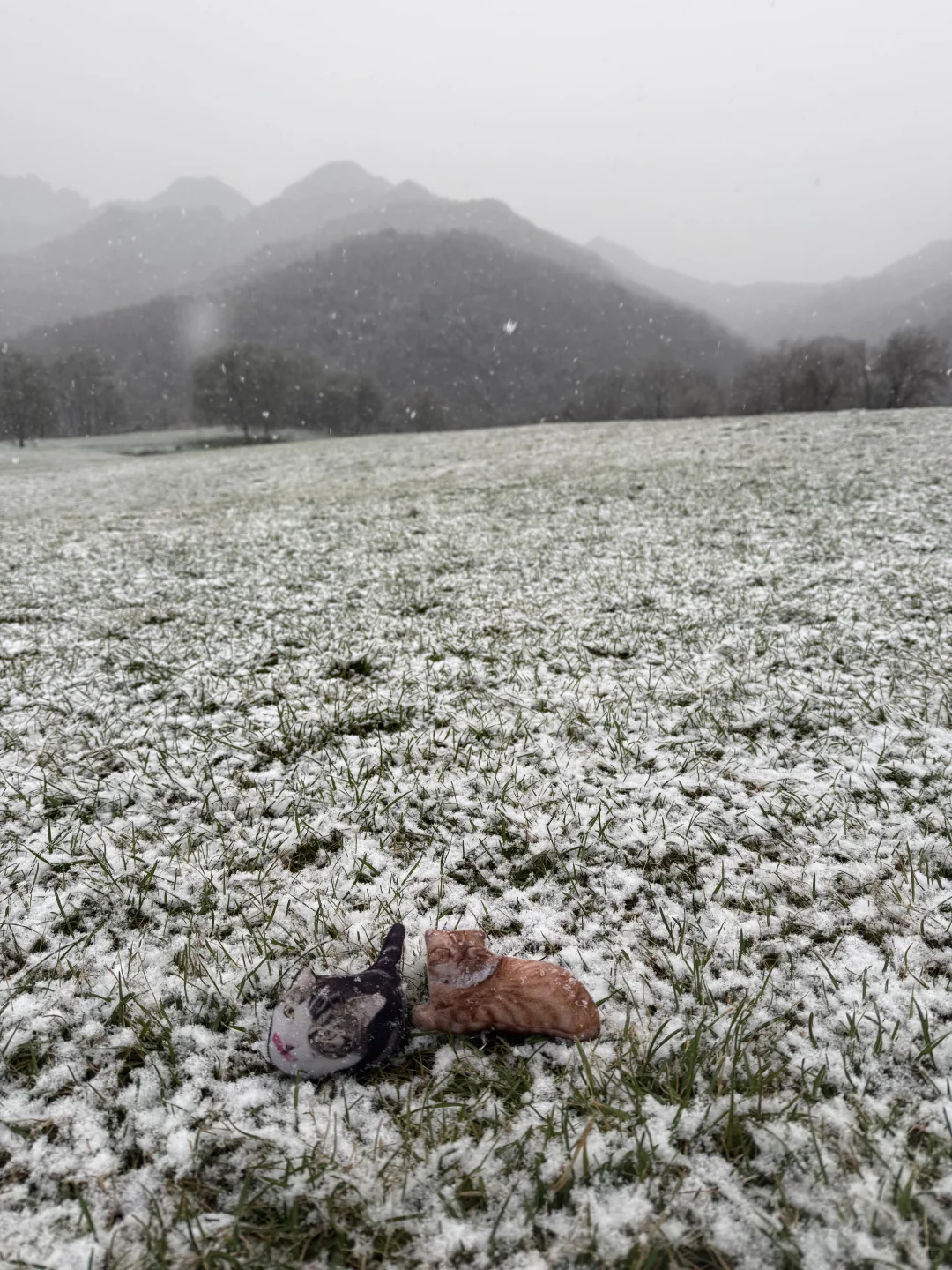 10.18 北京下雪啦❄️