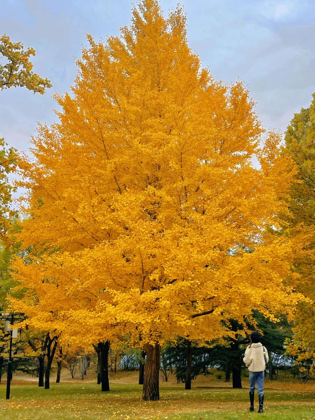 北京的秋天不这样玩儿等于白来！美到窒息！