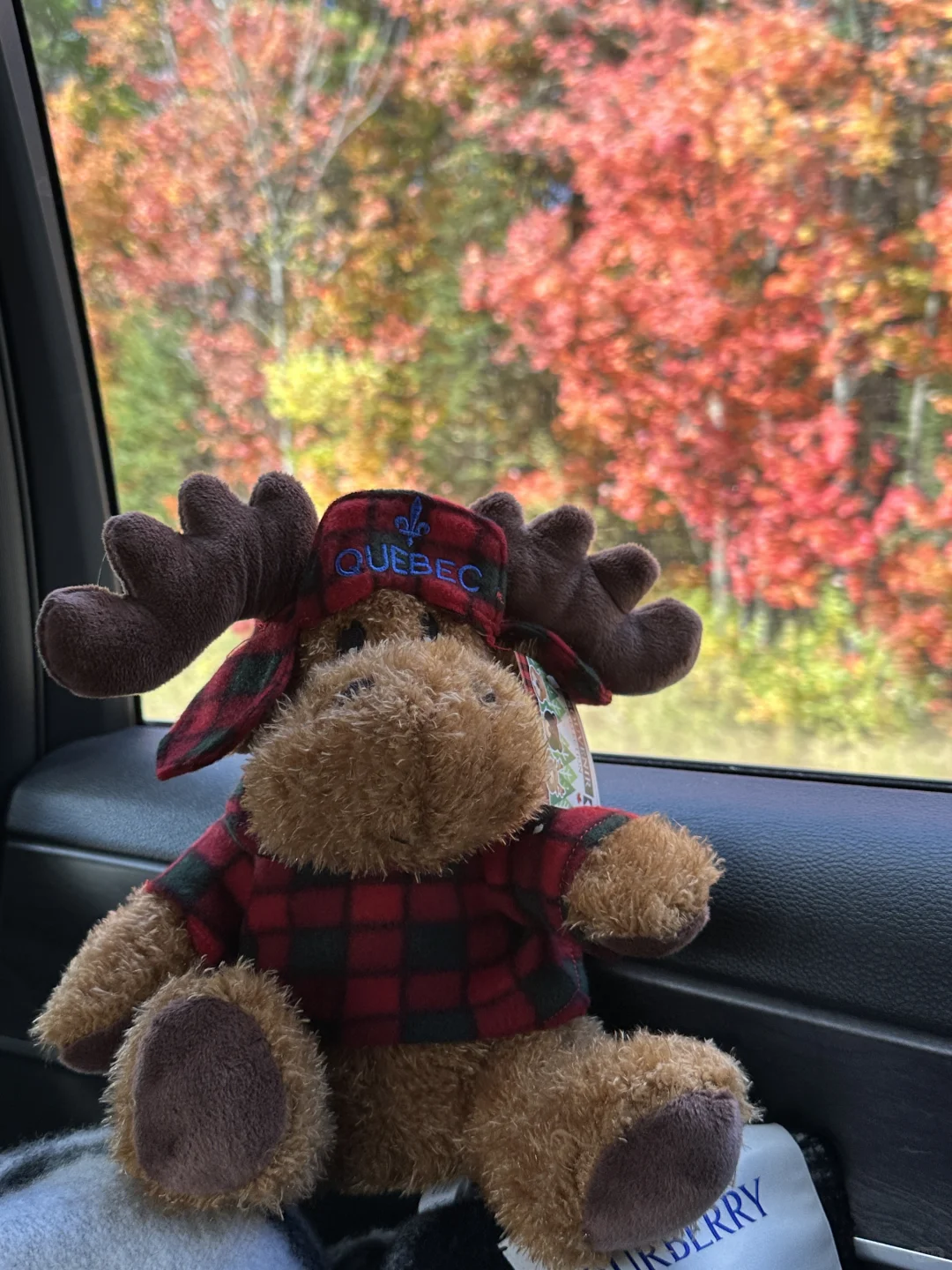 秋天的魁北克真的没有对手🍂重温鬼怪的季节