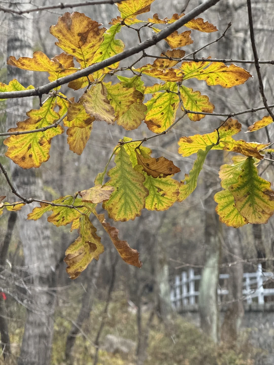 10.18 北京下雪啦❄️