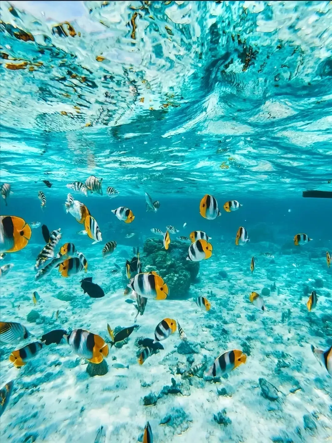 免签国斐济没人...😅春节便宜到怀疑人生