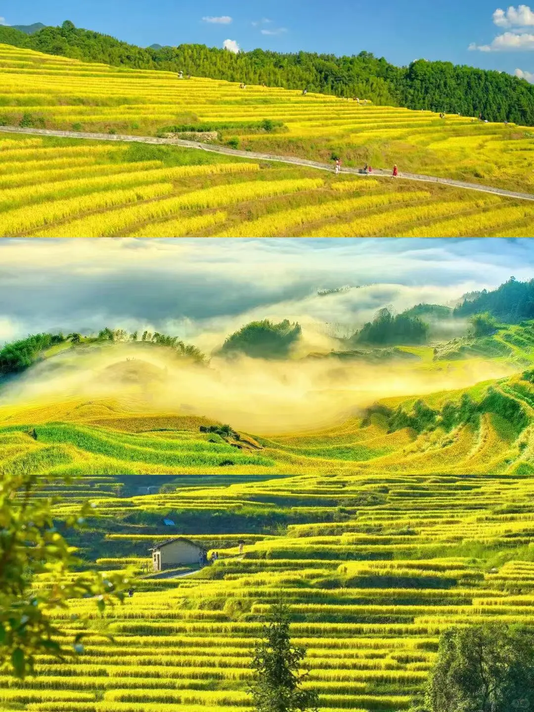 不出广东‼️10月请来这里漫步1000亩梯田