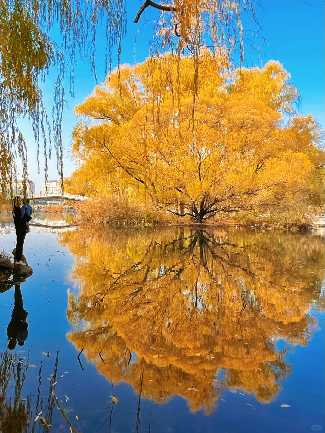 北京的秋天不这样玩儿等于白来！美到窒息！