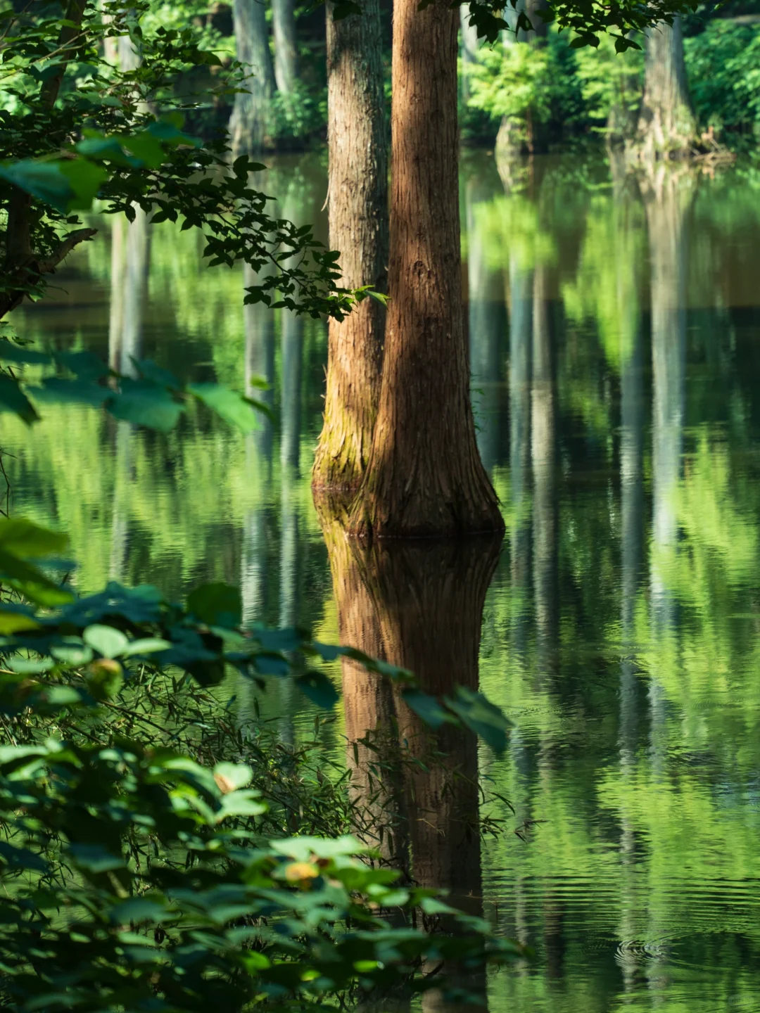 河南真正的绿野仙踪🌲好治愈