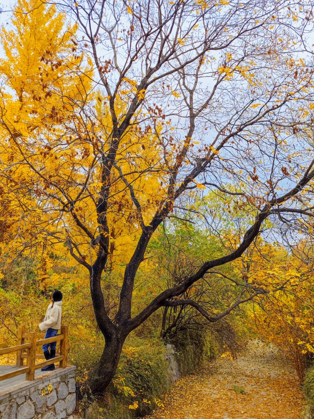 北京的秋天不这样玩儿等于白来！美到窒息！