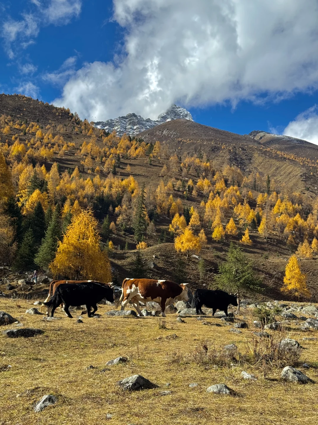 秋天的川西封神了！就是现在！错过再等一年