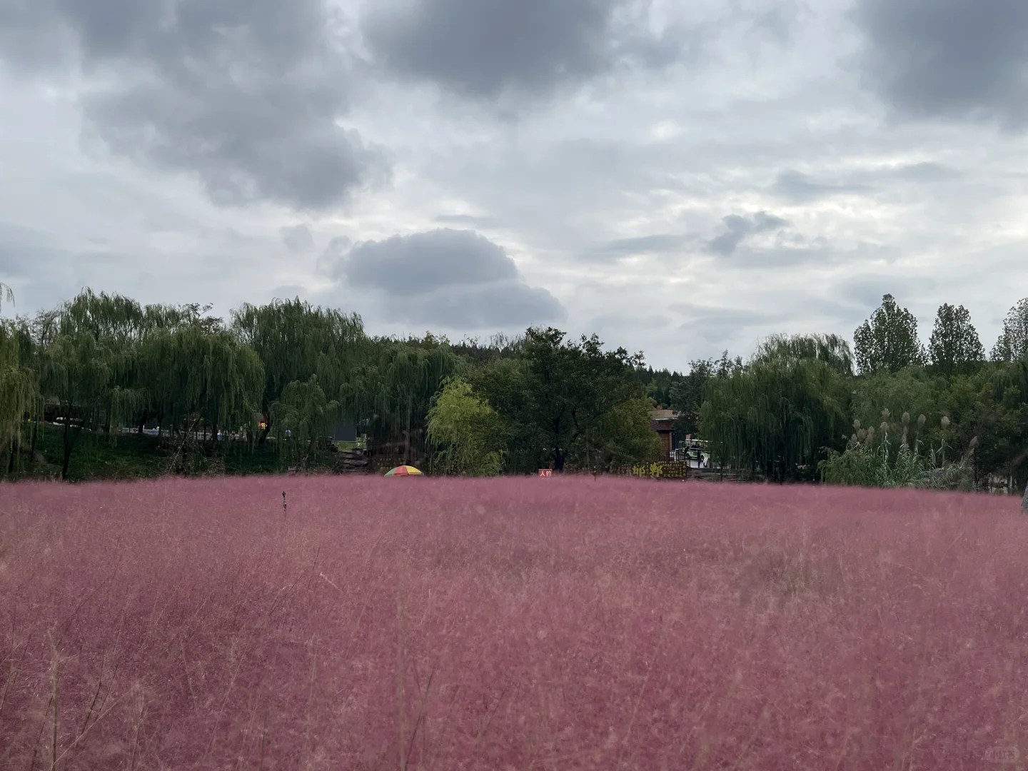 旅游打卡-关于花海