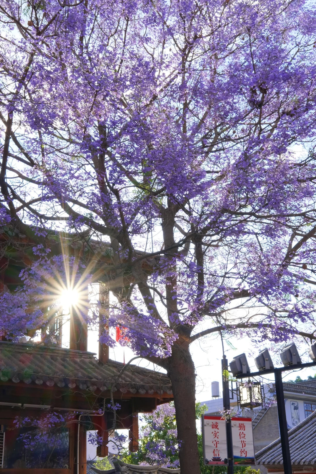 巍山古城｜蓝花楹盛开