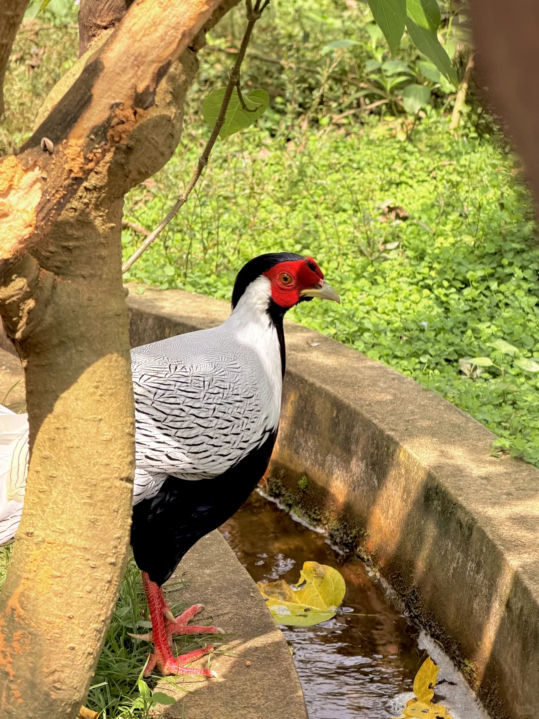 肇庆·七星岩·鼎湖山