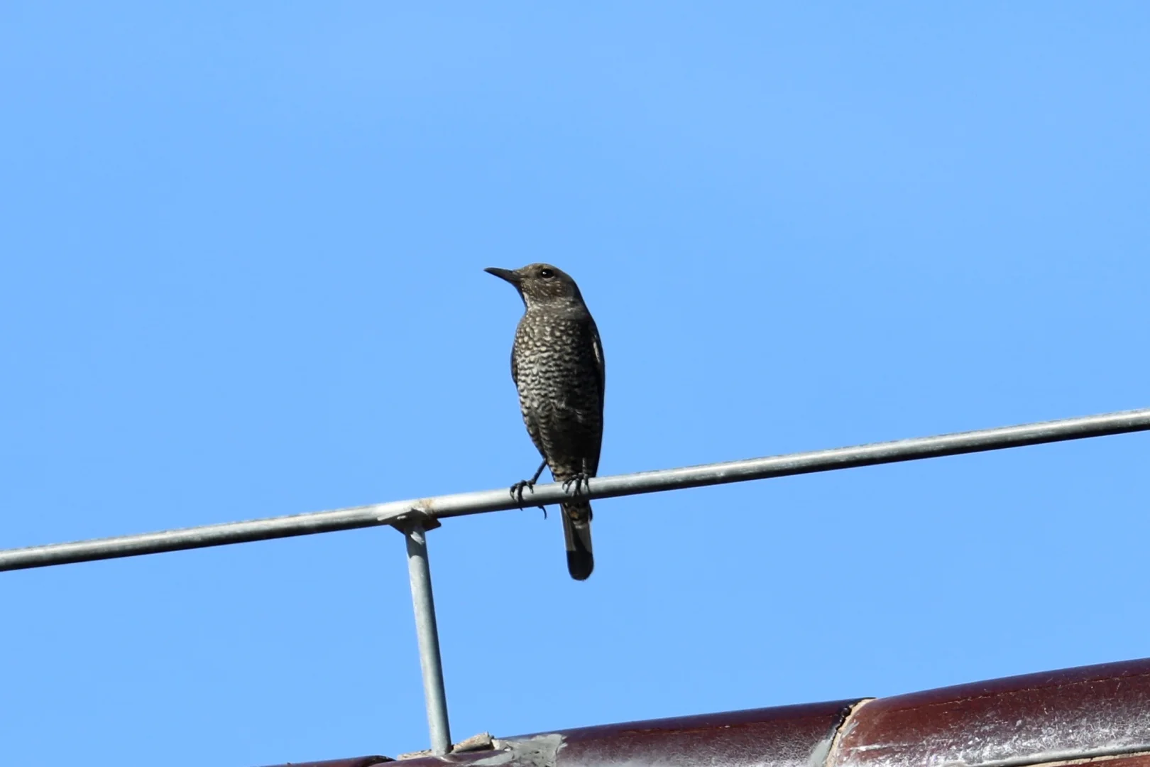 三亚观鸟：三亚湾和南山景区