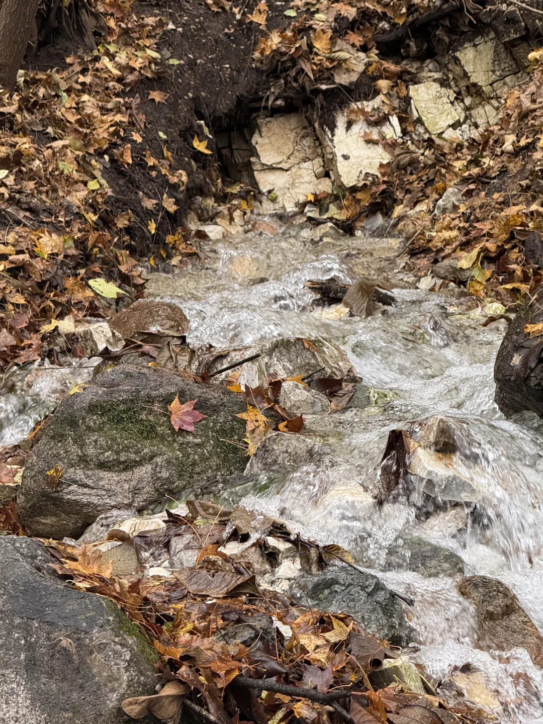 10.18 北京下雪啦❄️