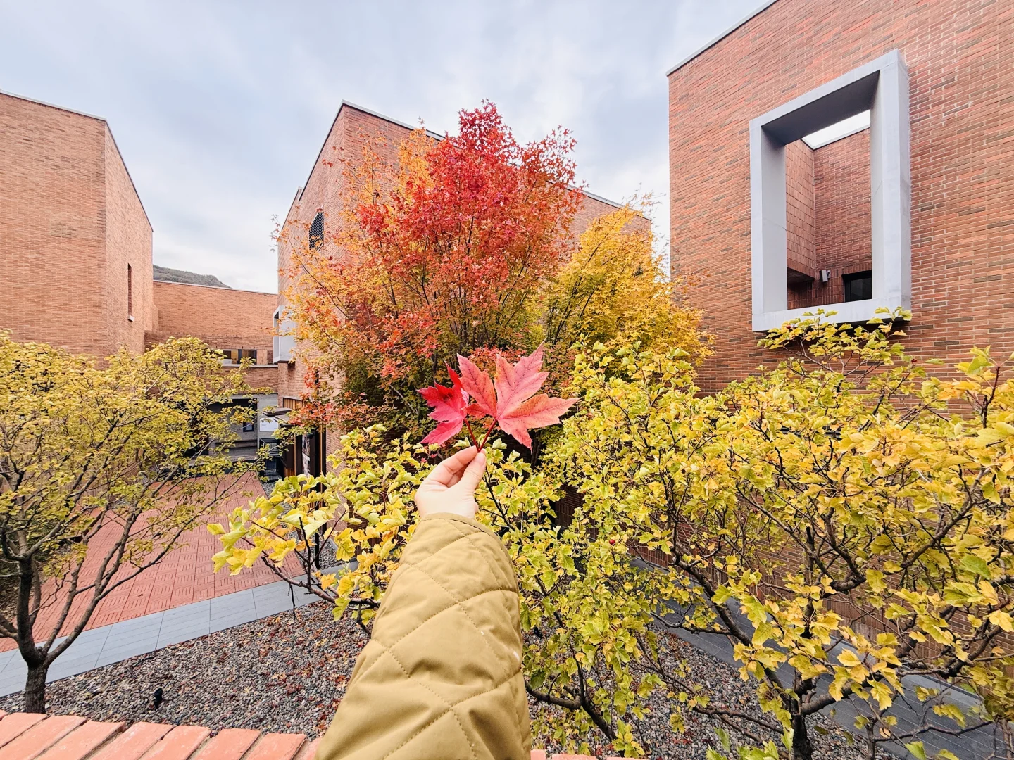 阿那亚金山岭的秋天🍂
