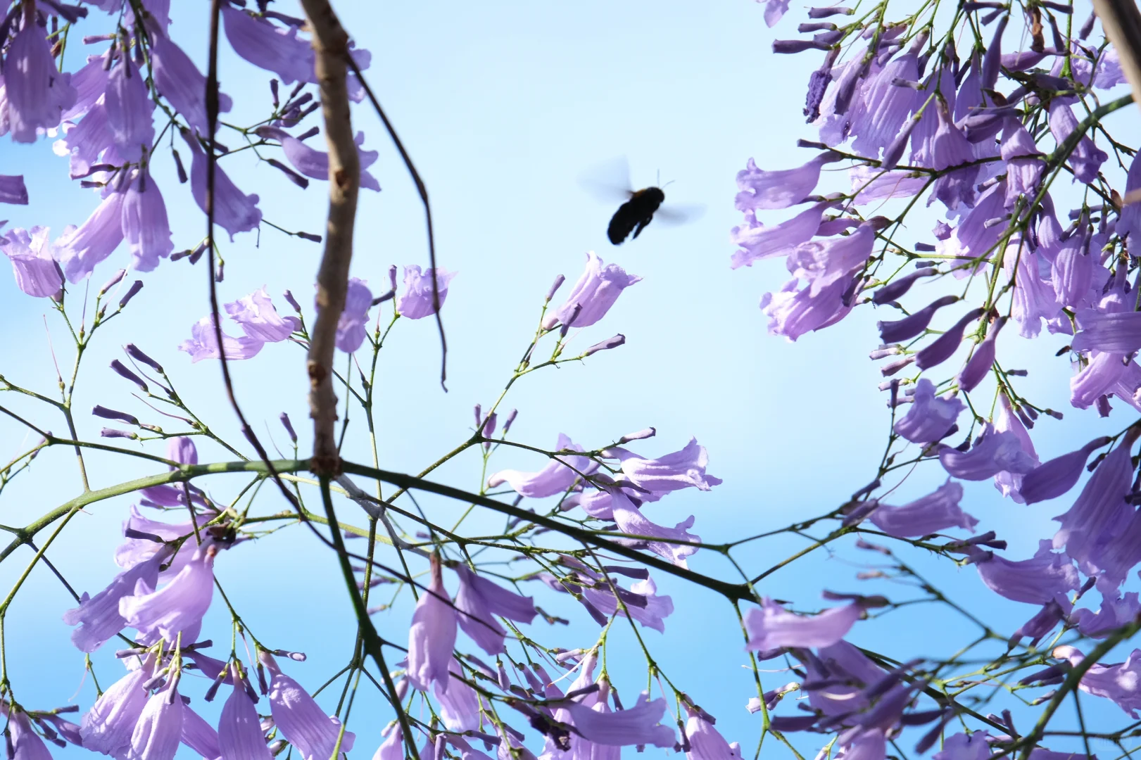 巍山古城｜蓝花楹盛开