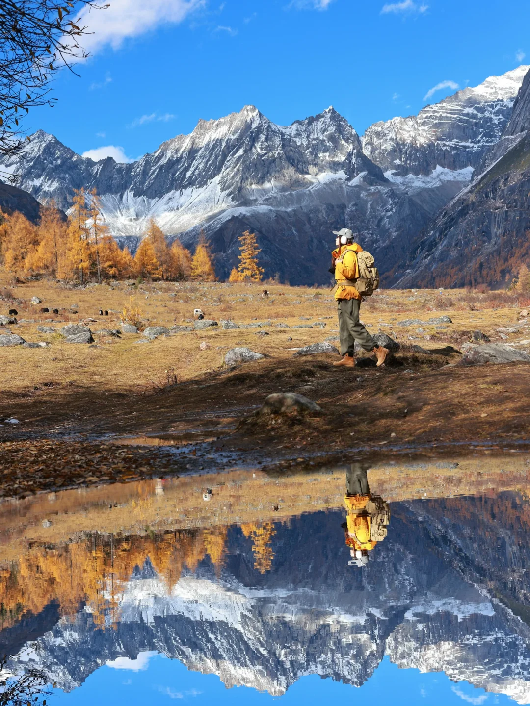 秋天的川西封神了！就是现在！错过再等一年