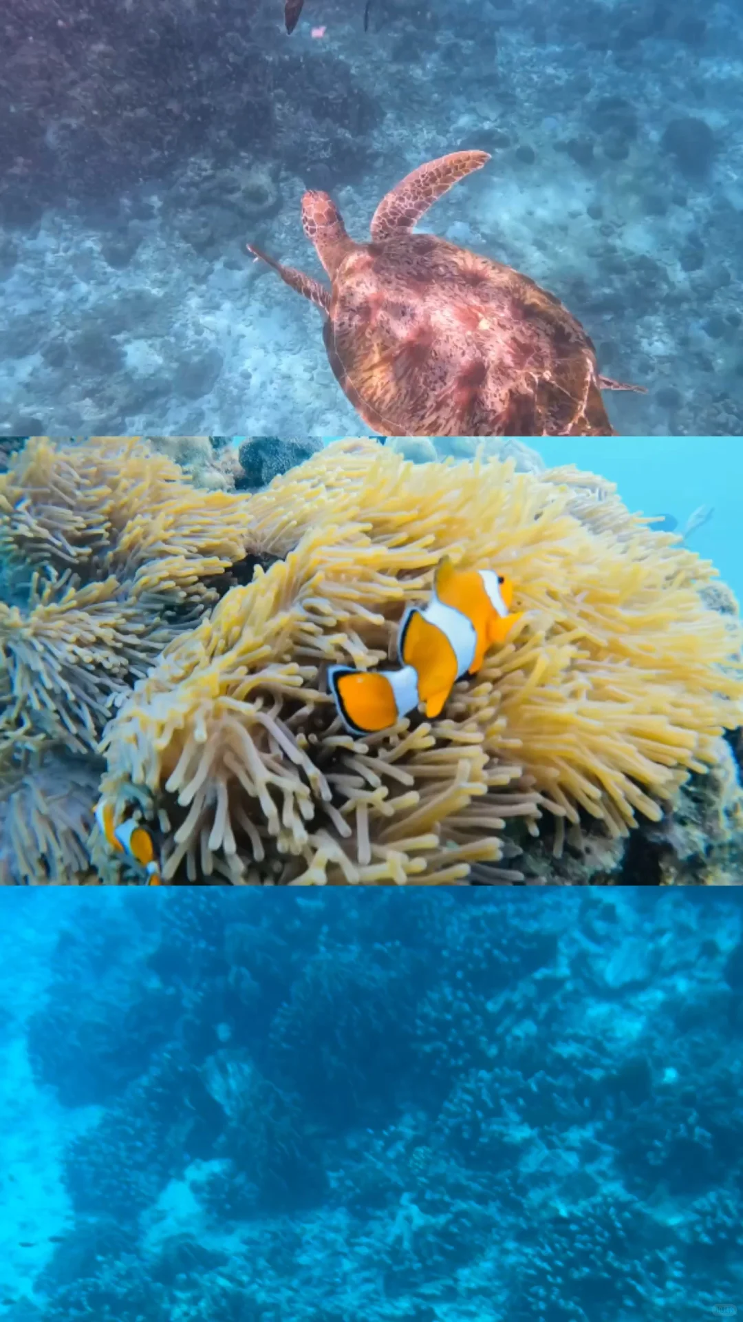 普吉一个松弛感拉满的地方🫧🐬🏝️