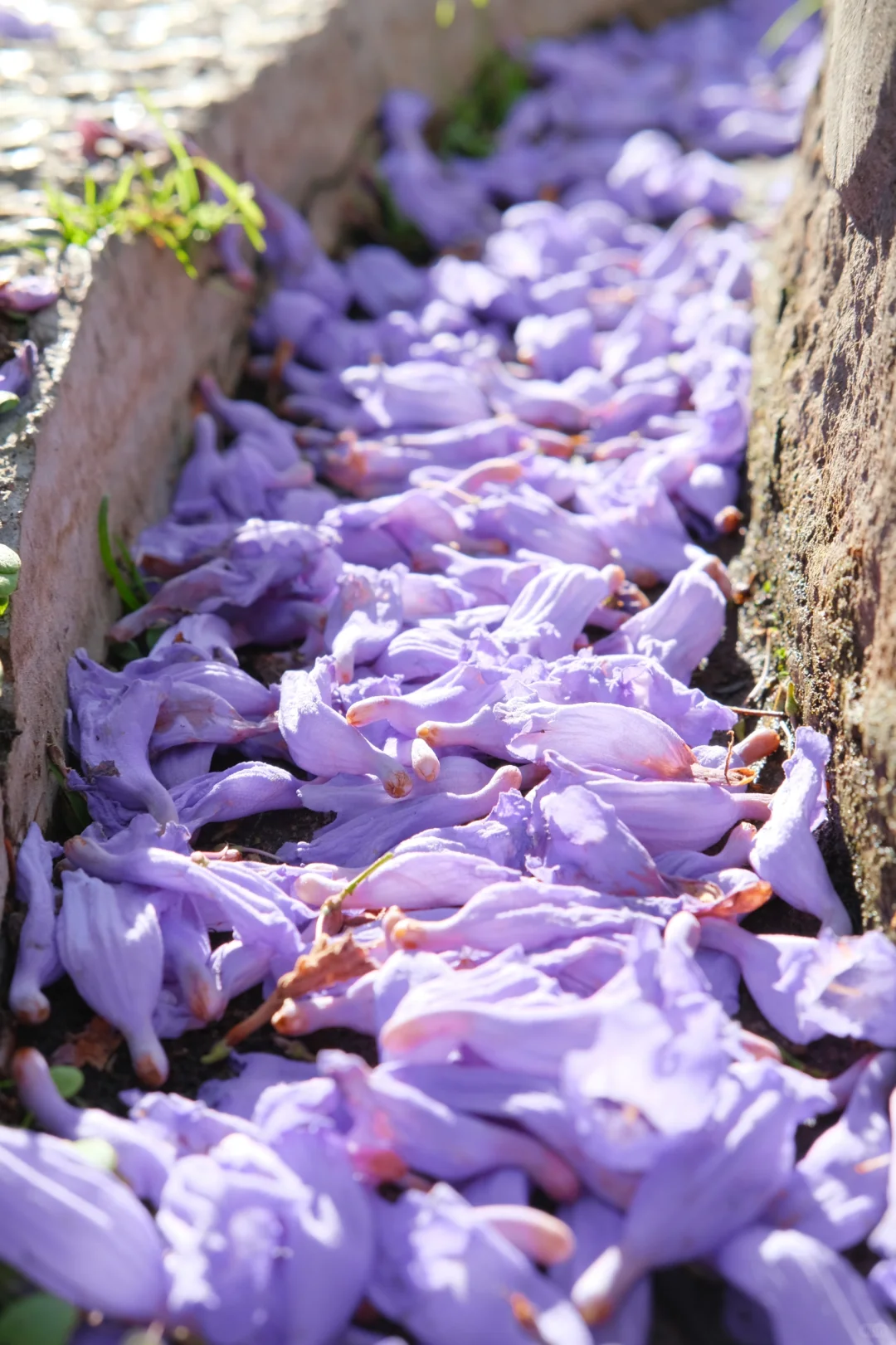 巍山古城｜蓝花楹盛开