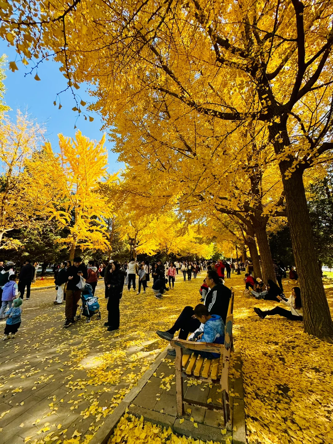 11.3实拍Live，地坛公园铺天盖地银杏雨