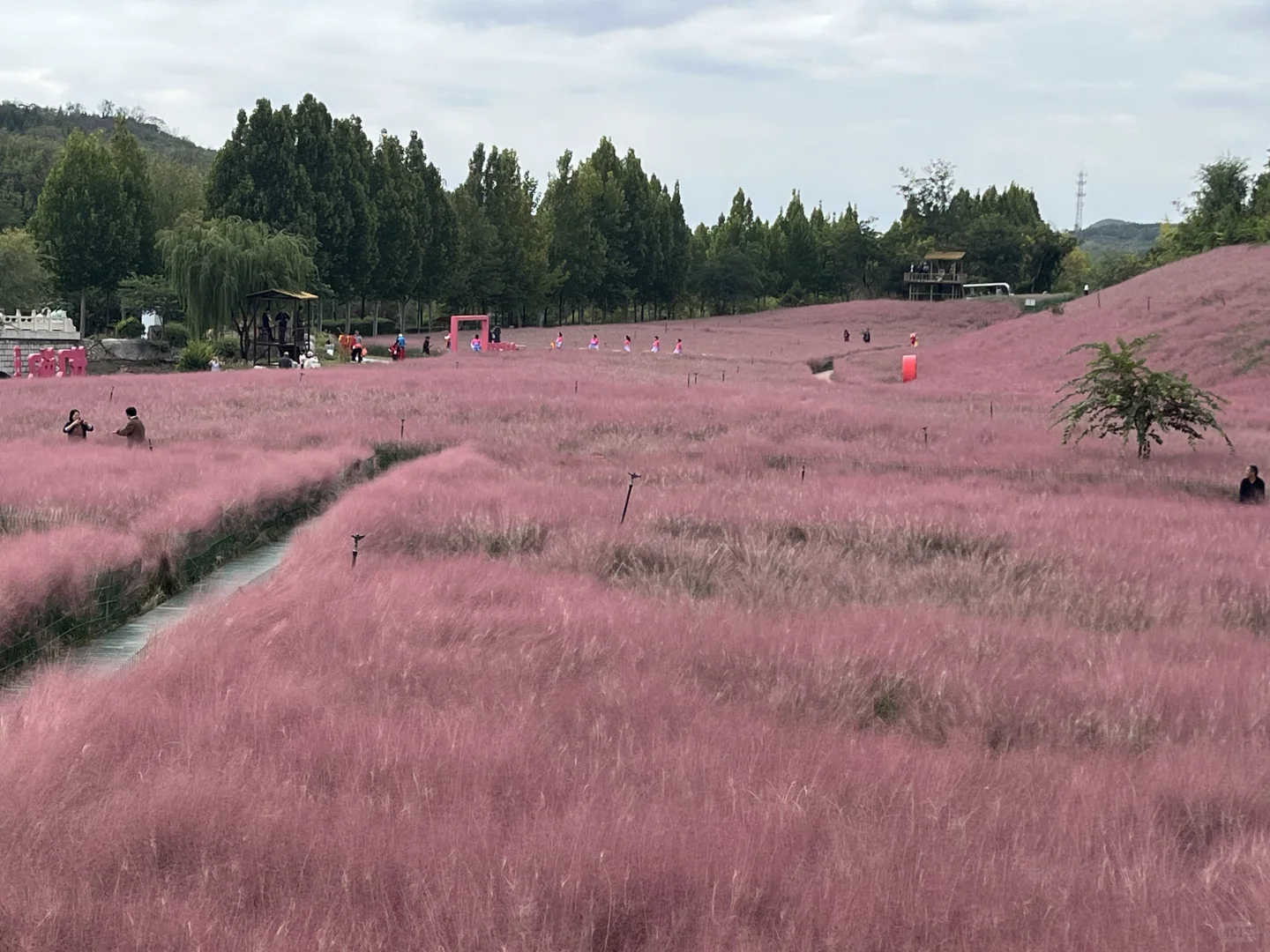 旅游打卡-关于花海