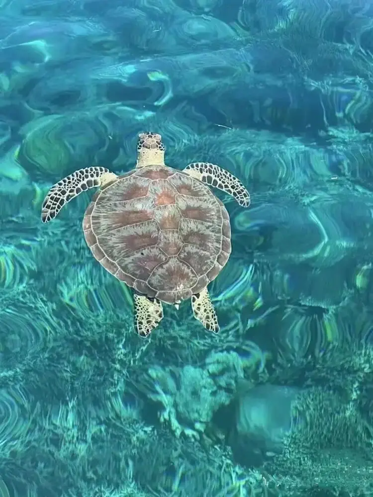 免签国斐济没人...😅春节便宜到怀疑人生