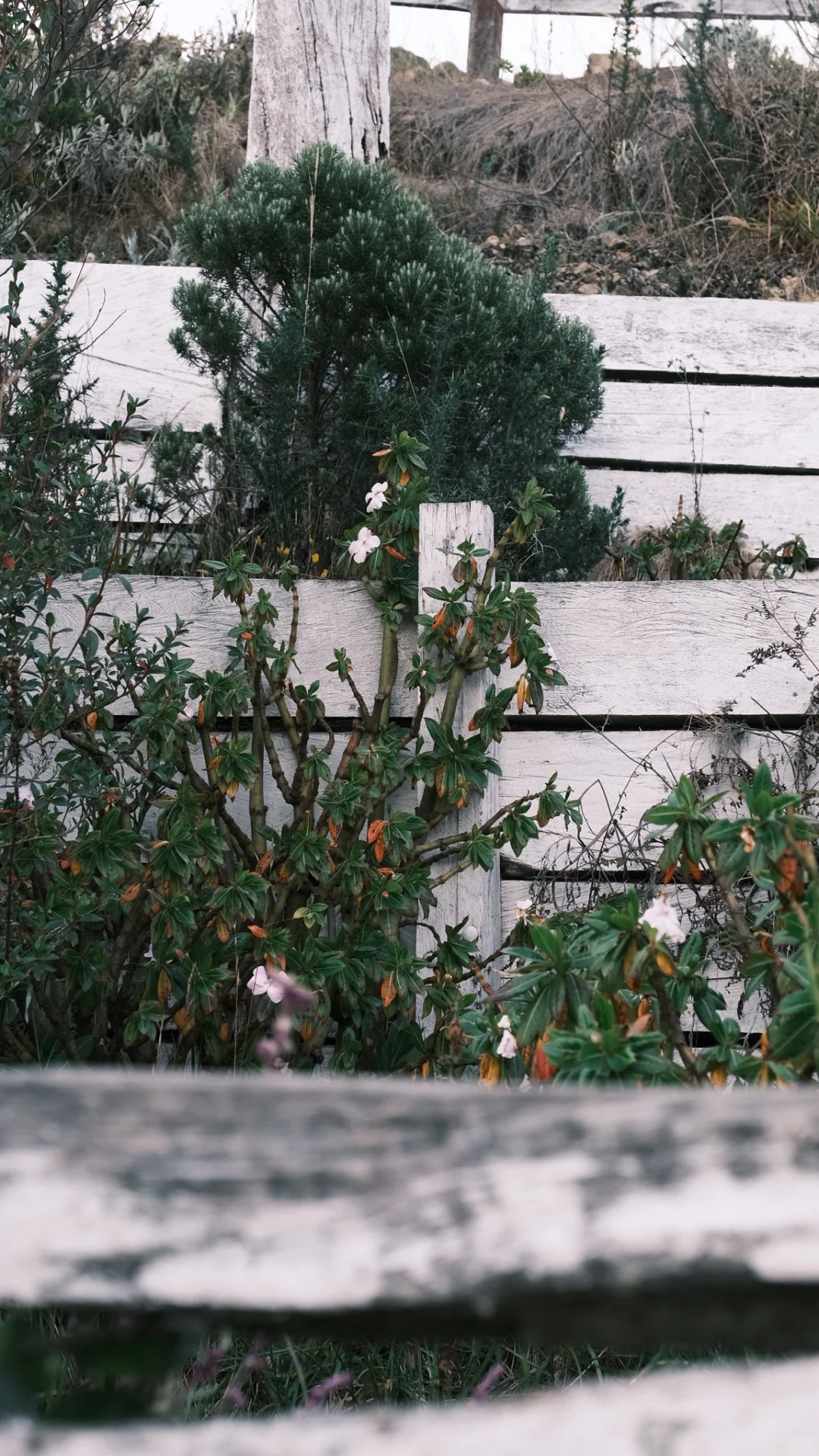 🇨🇴哥伦比亚·波哥大好去处 Monserrate⛰️