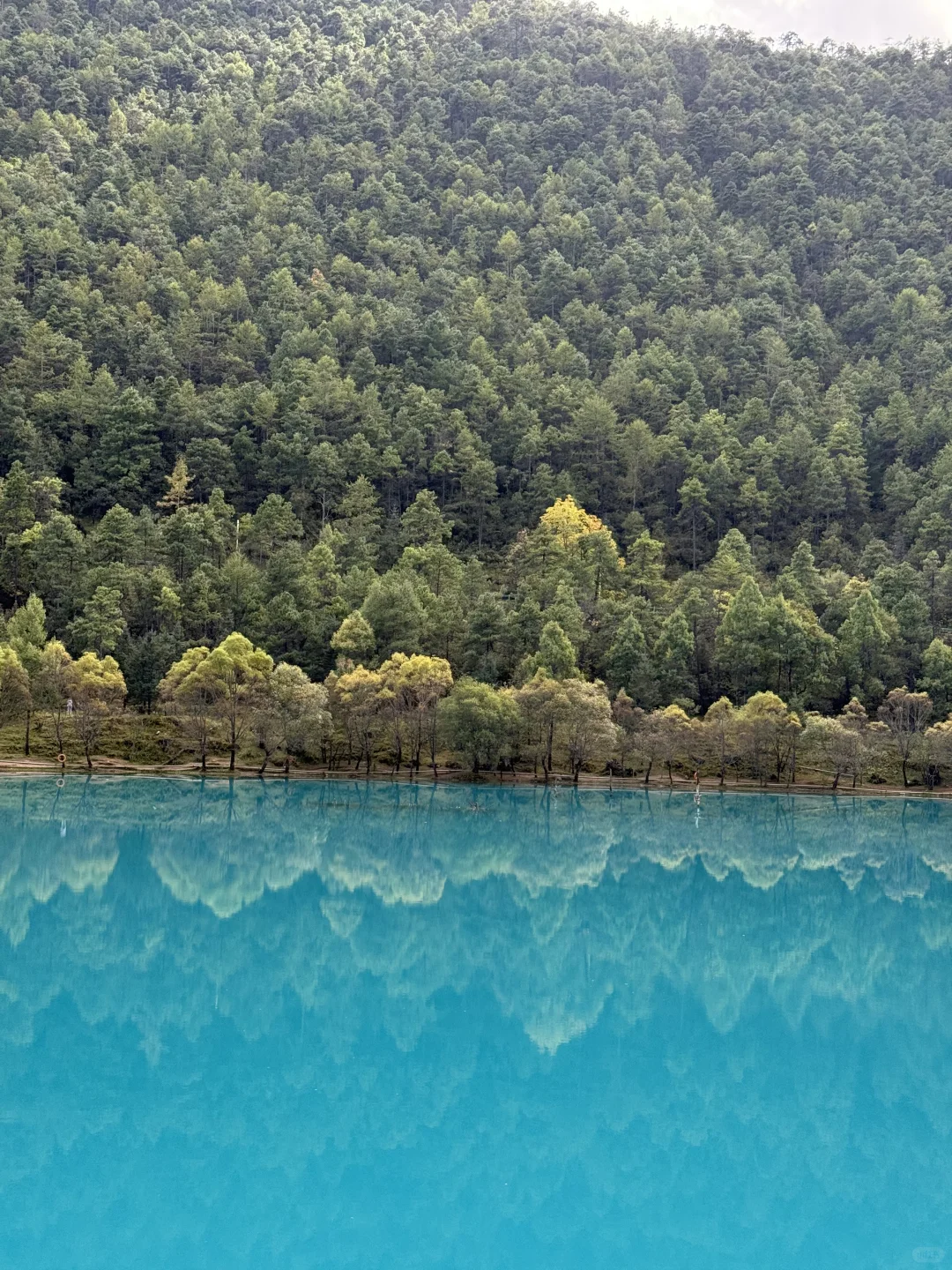 玉龙雪山去牦牛坪还是云杉坪，看这篇就够了