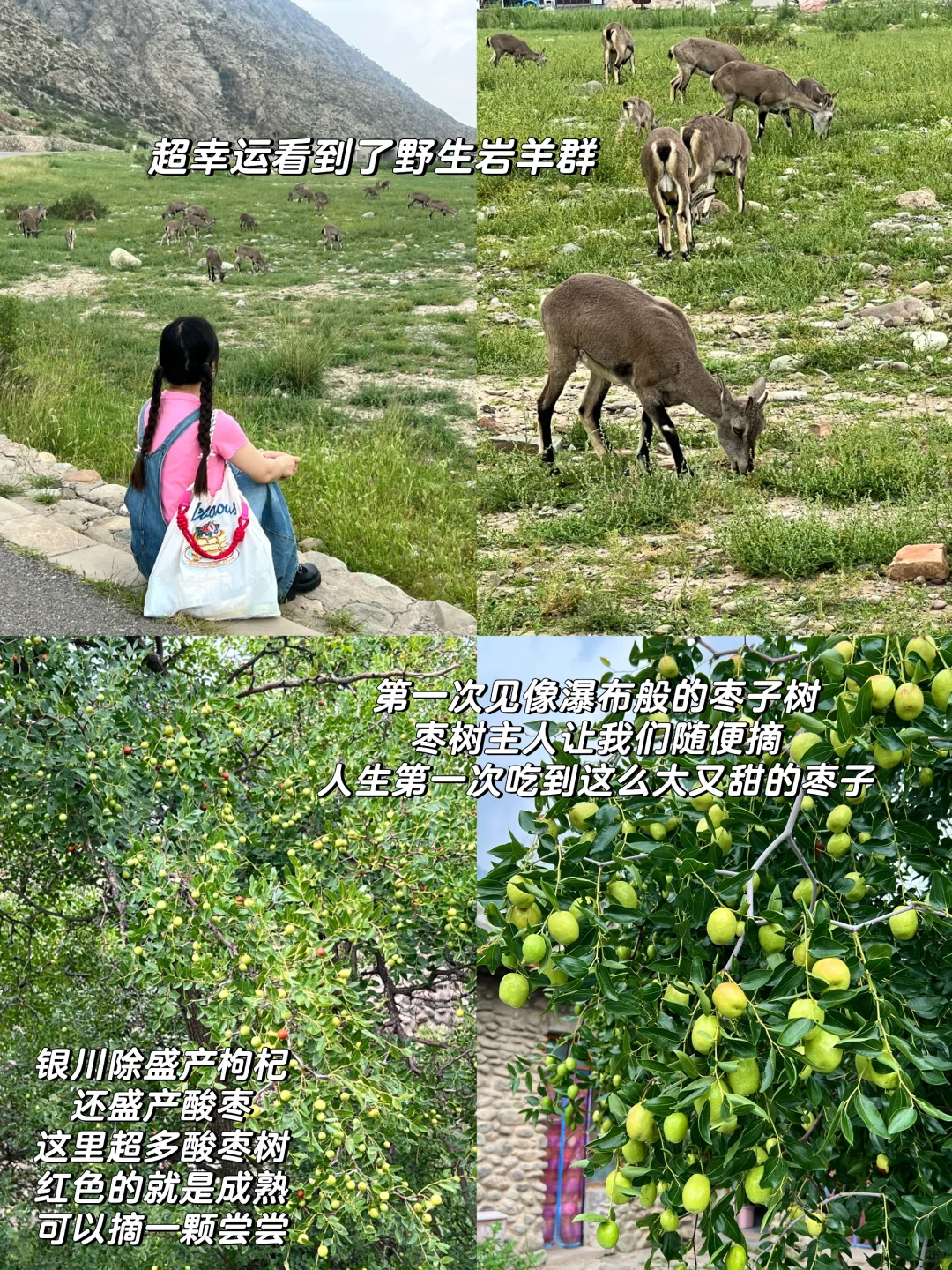 银川｜超绝松弛感的塞上江南行（详细版）