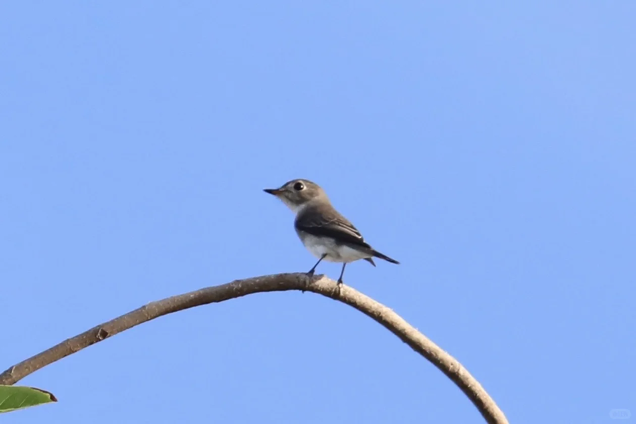 三亚观鸟：三亚湾和南山景区