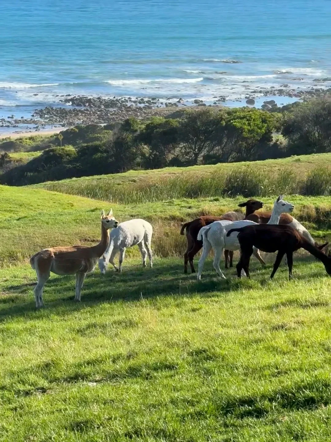 去澳洲玩了11天，真实感受（永远不删）