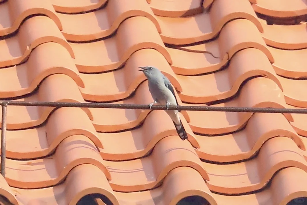 三亚观鸟：三亚湾和南山景区