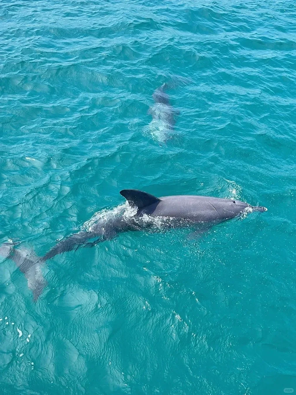 去澳洲玩了11天，真实感受（永远不删）
