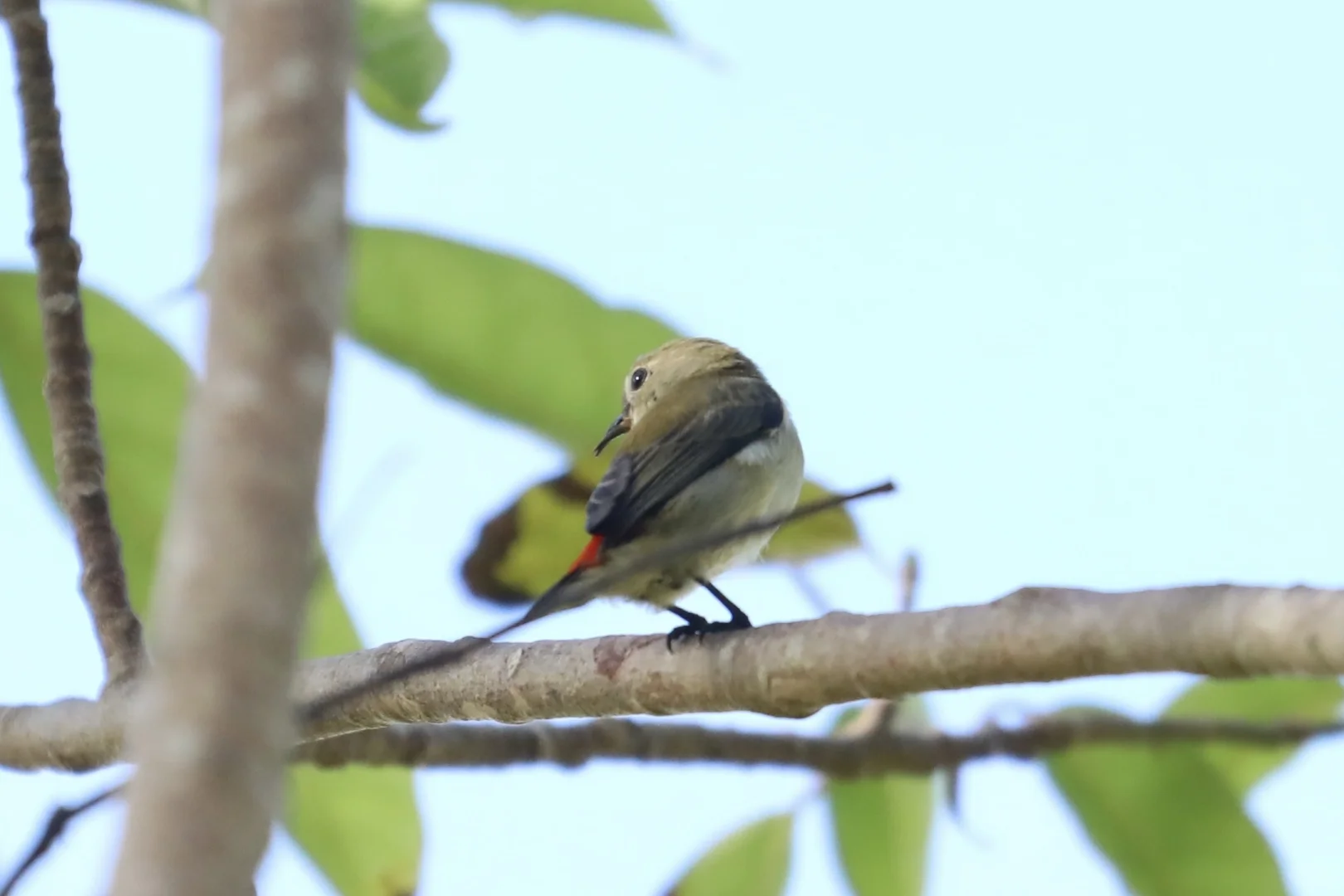 三亚观鸟：三亚湾和南山景区