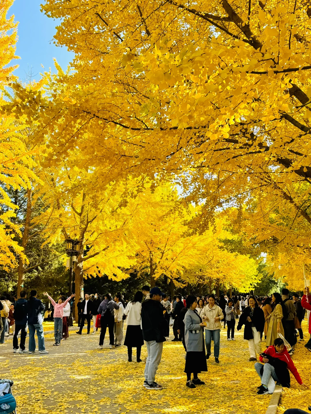 11.3实拍Live，地坛公园铺天盖地银杏雨