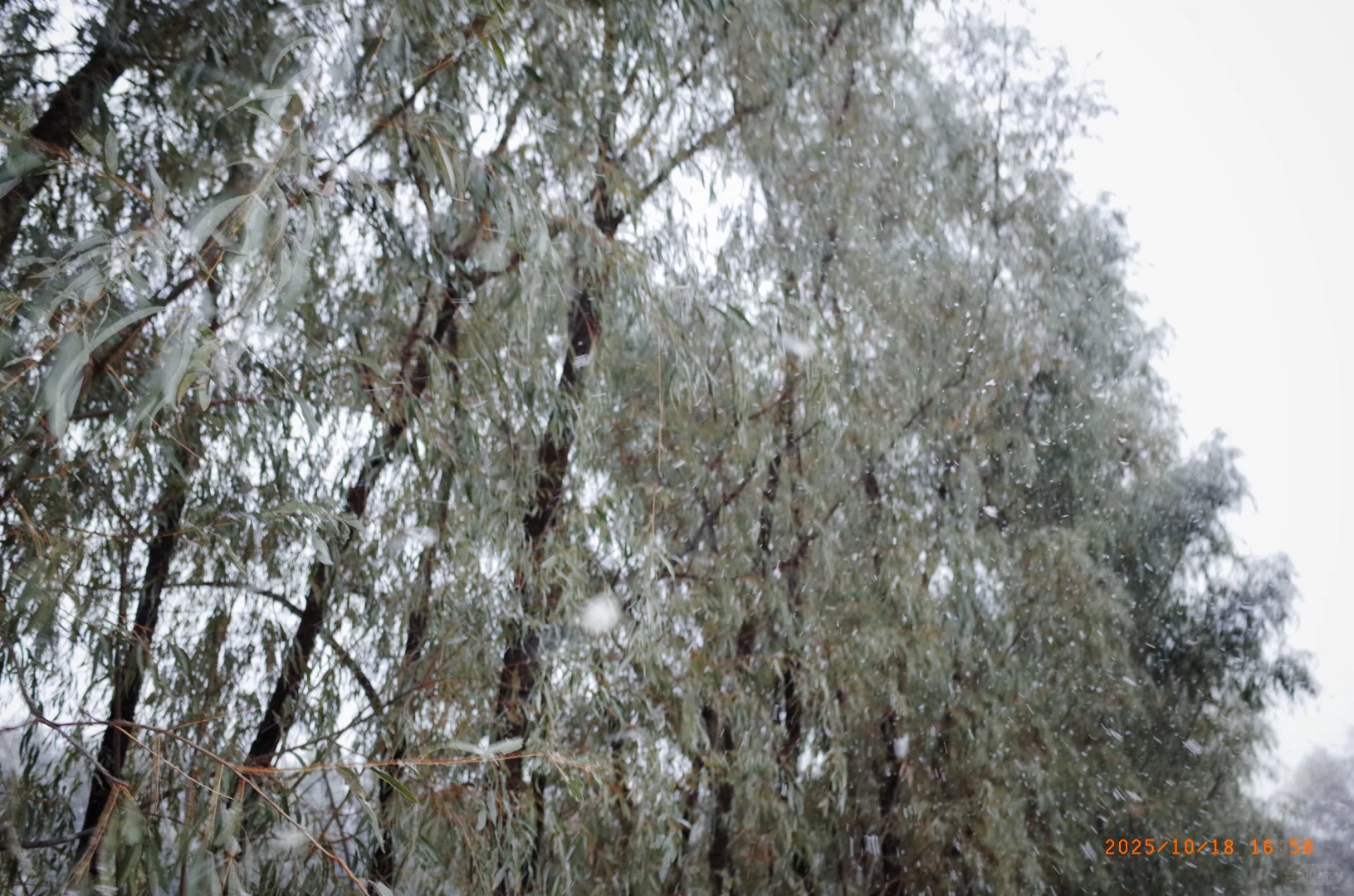 10.18 北京下雪啦❄️