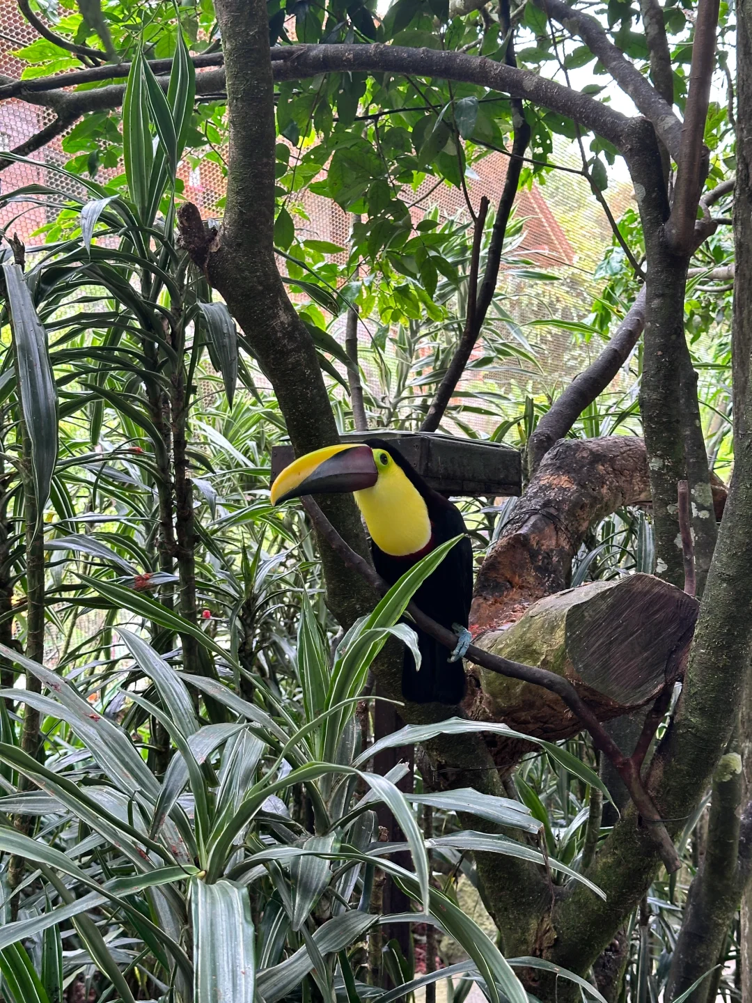 哥斯达黎加🇨🇷七天六晚攻略~