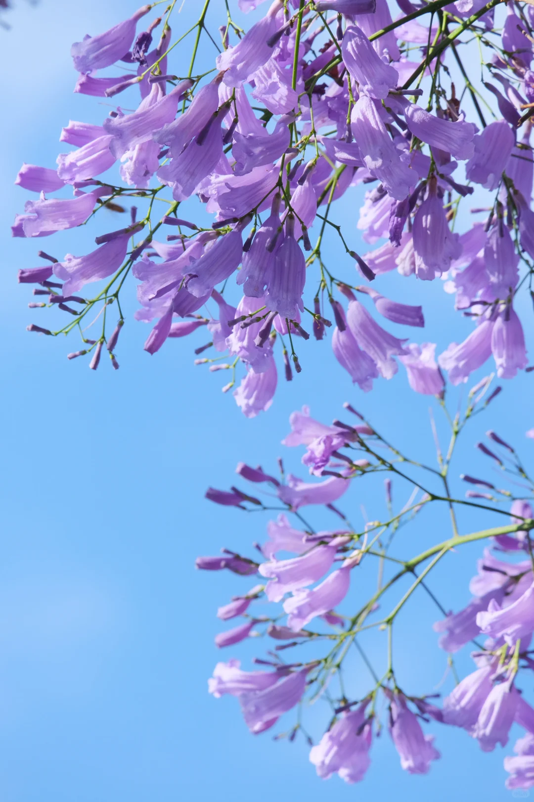 巍山古城｜蓝花楹盛开